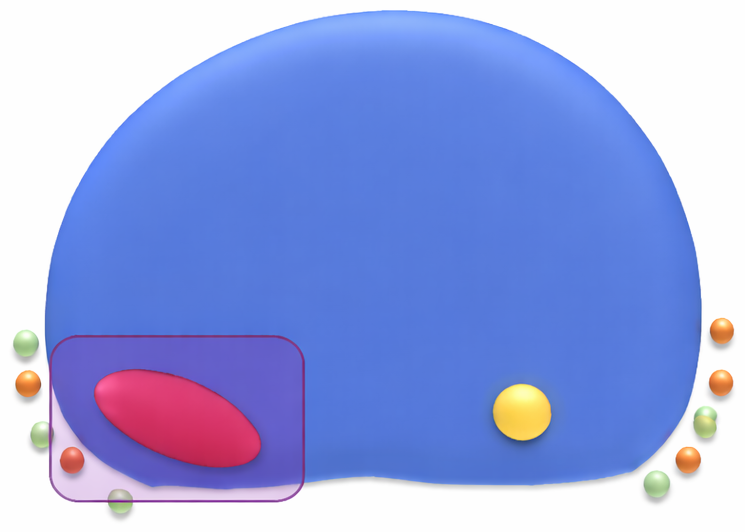 Prostate Focal depiction